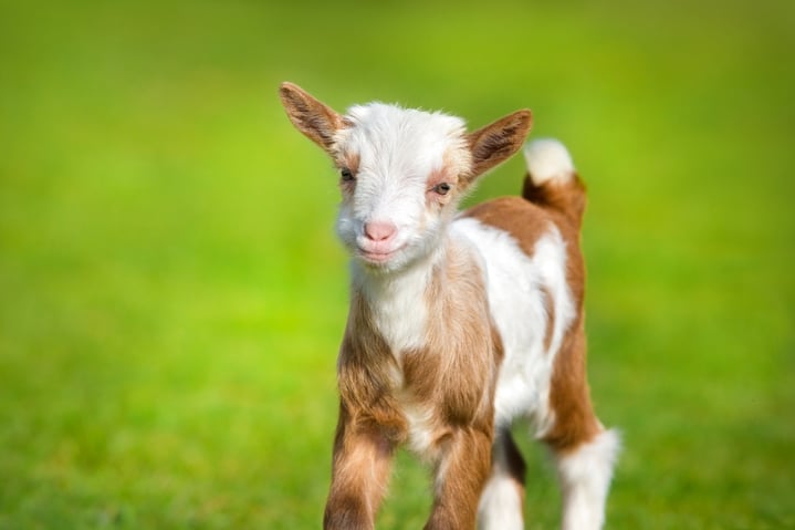 Goat kid