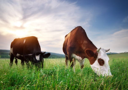 Beef Cattle Pillar Page Graphics-07-1