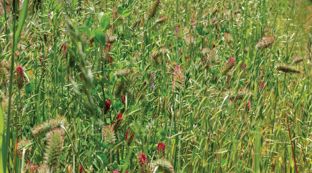 Pasture with legumes mixed in