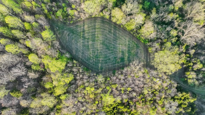 Food plots 5