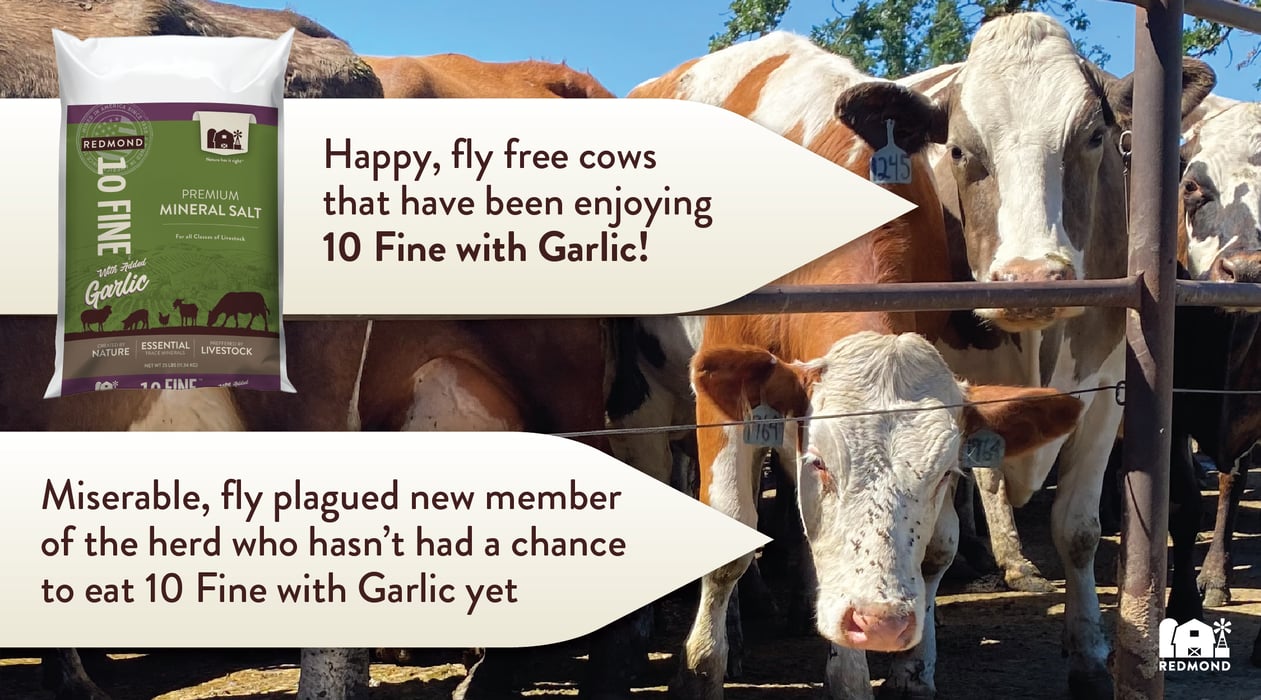 Garlic for natural fly control in cattle