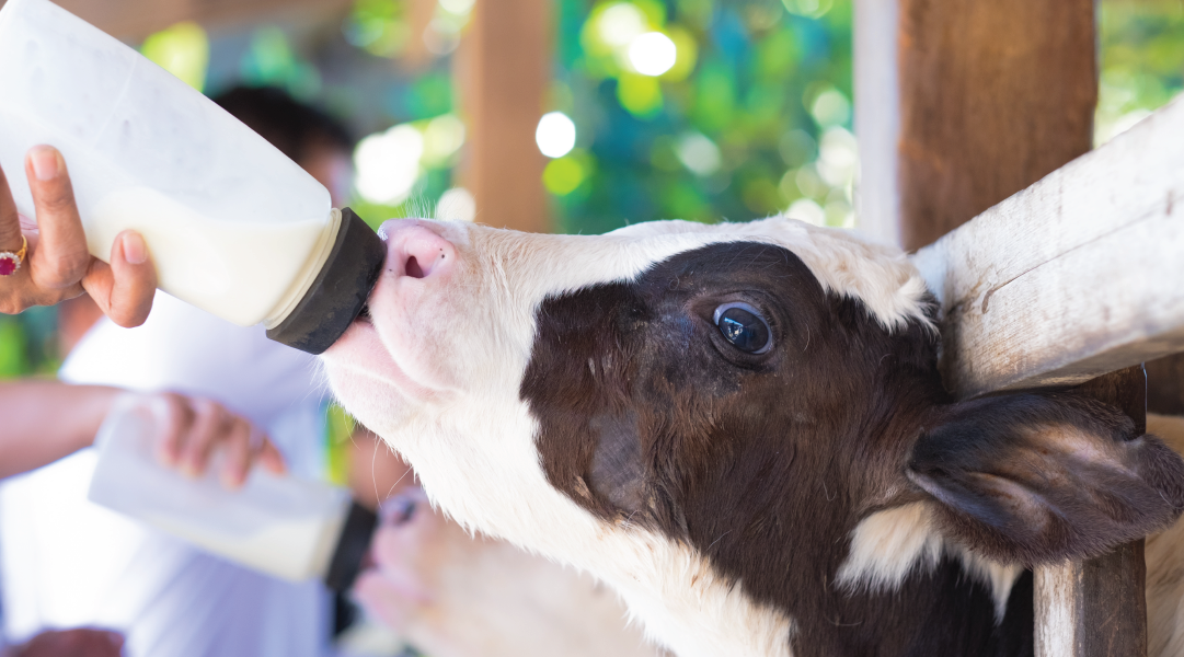 Bottle feeding a calf
