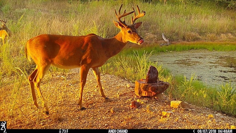 Whitetail captured by a game camera at a deer mineral site.
