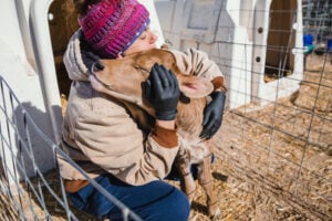 Woman hugging a calf