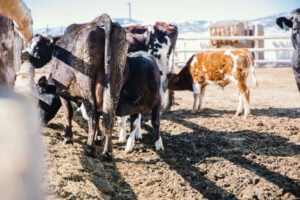 Calves getting fed by mothers
