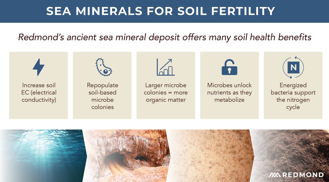 Benefits of using sea minerals for soil fertility