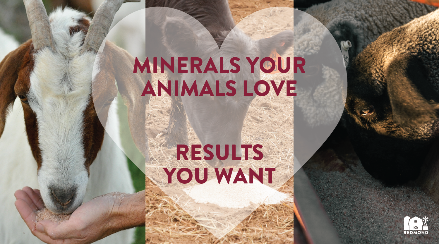 Minerals your animals love and results you want