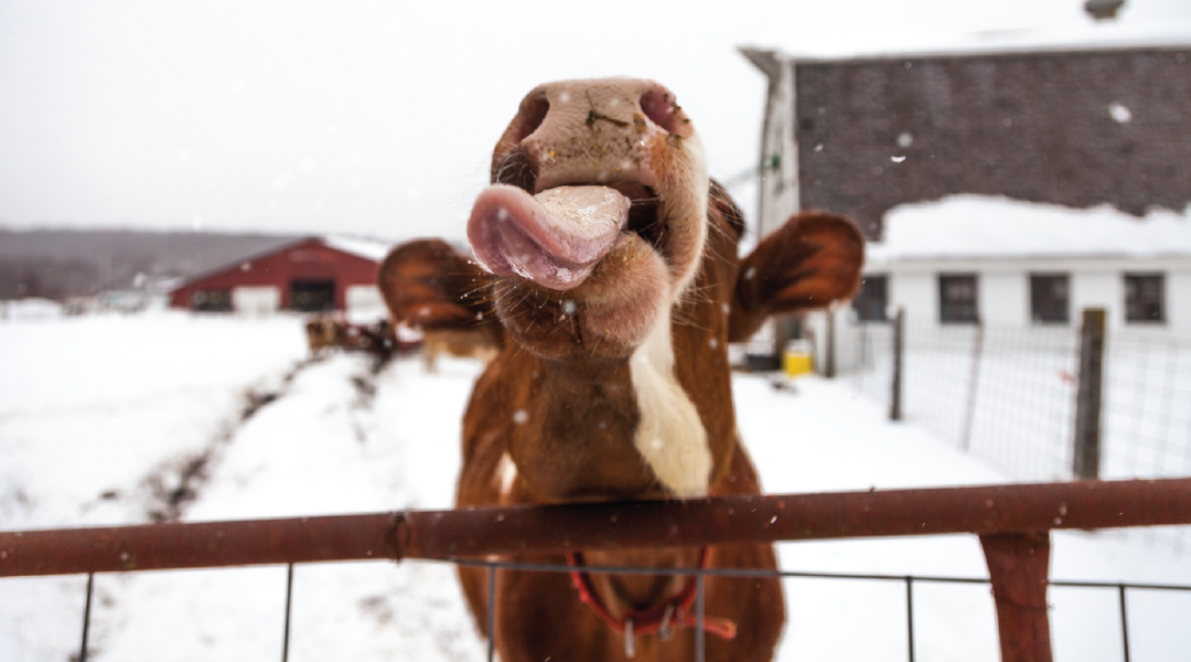 Cow catching snowflakes on her tongue