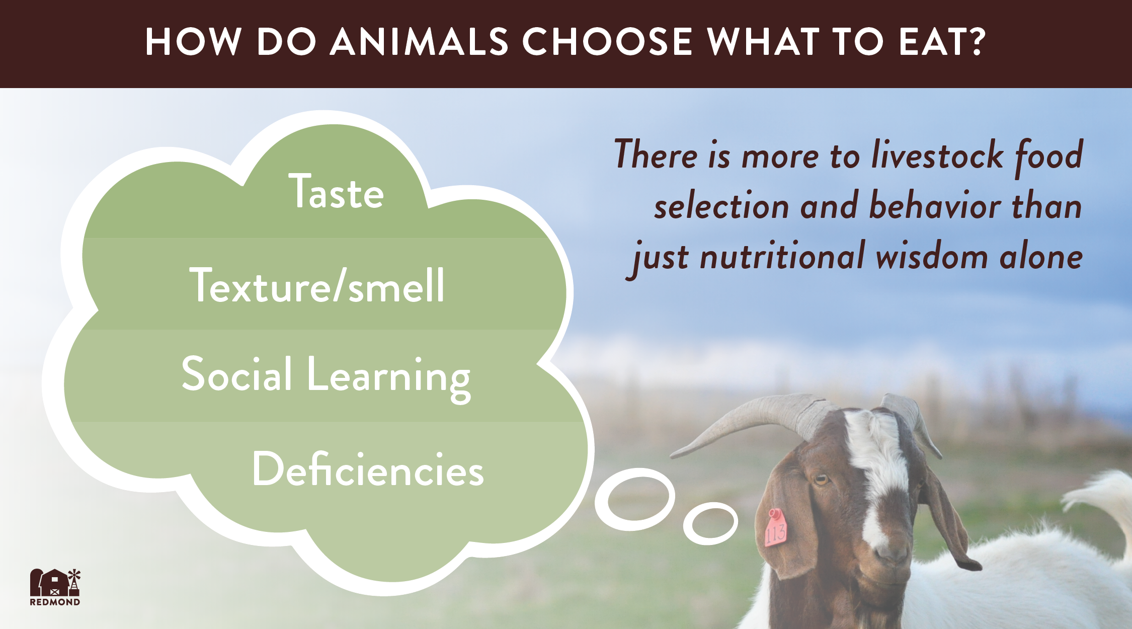 Do ruminants have nutritional wisdom
