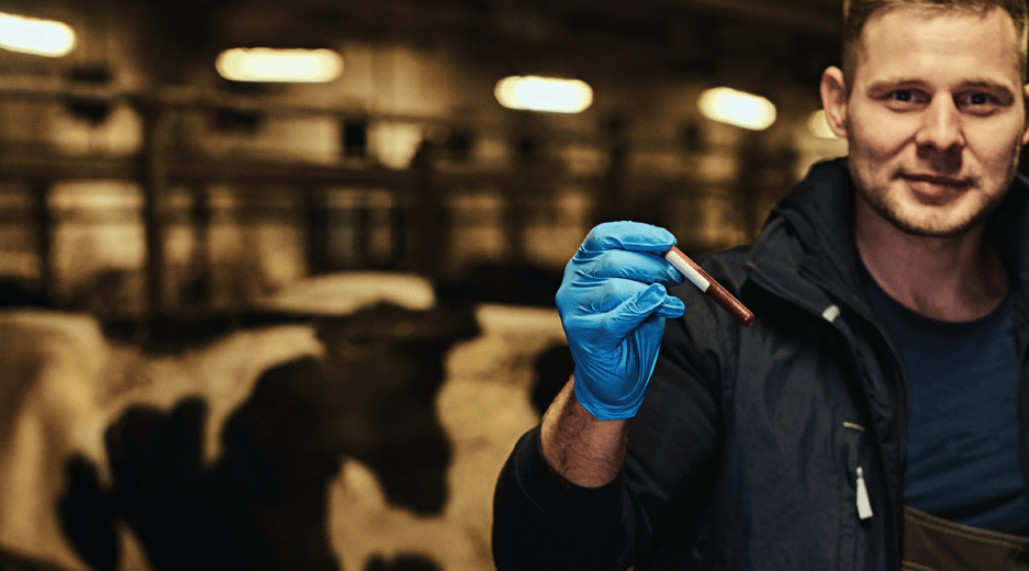 Veterinarian taking a cattle blood sample