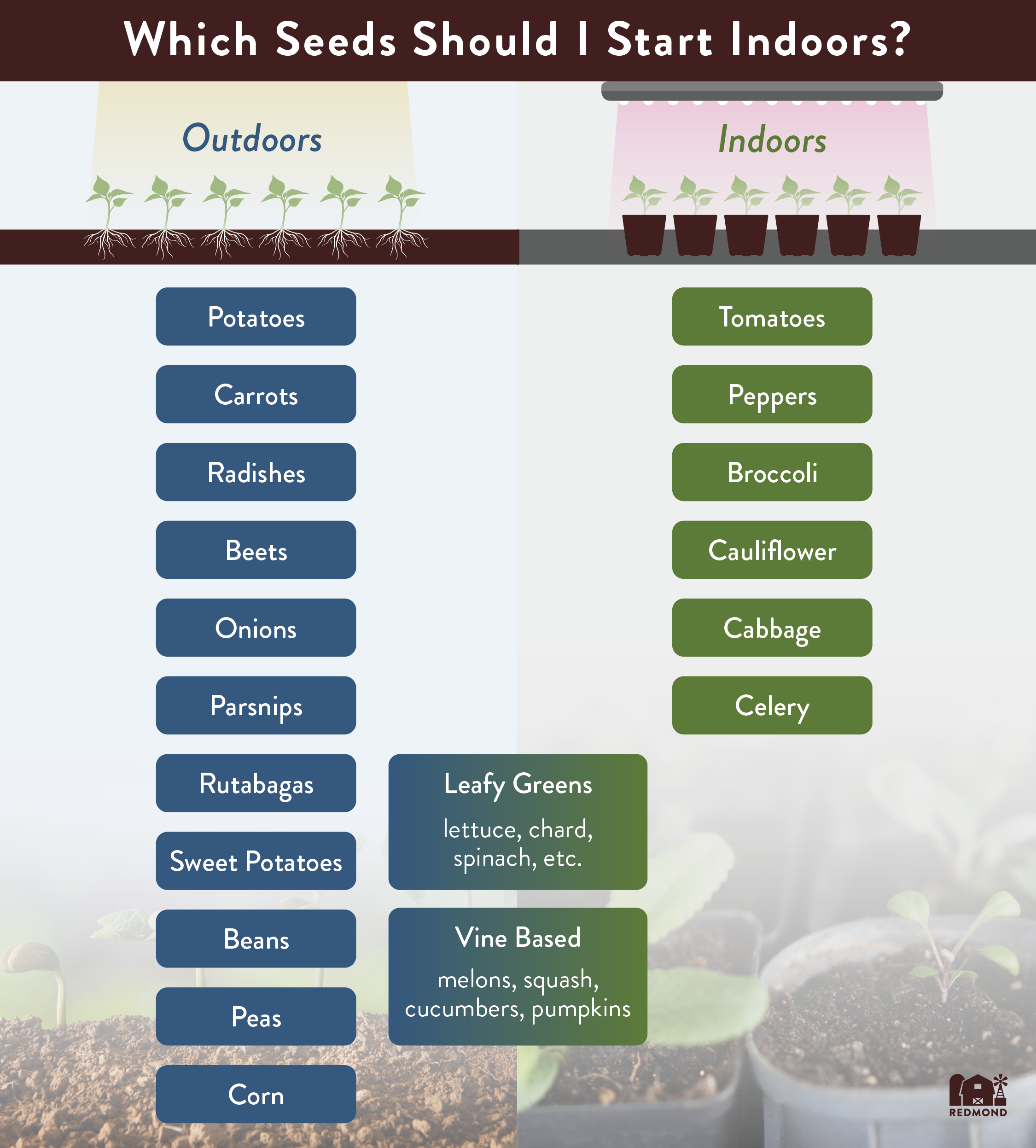 Which seeds can I starting indoors