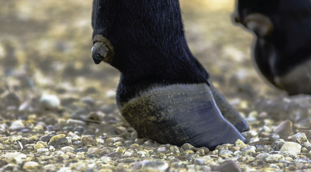 Healthy cow hoof