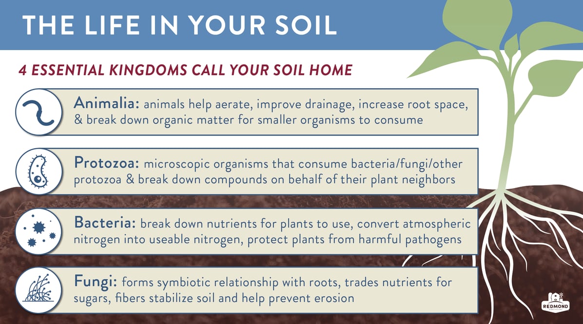 Which organisms live in your soil