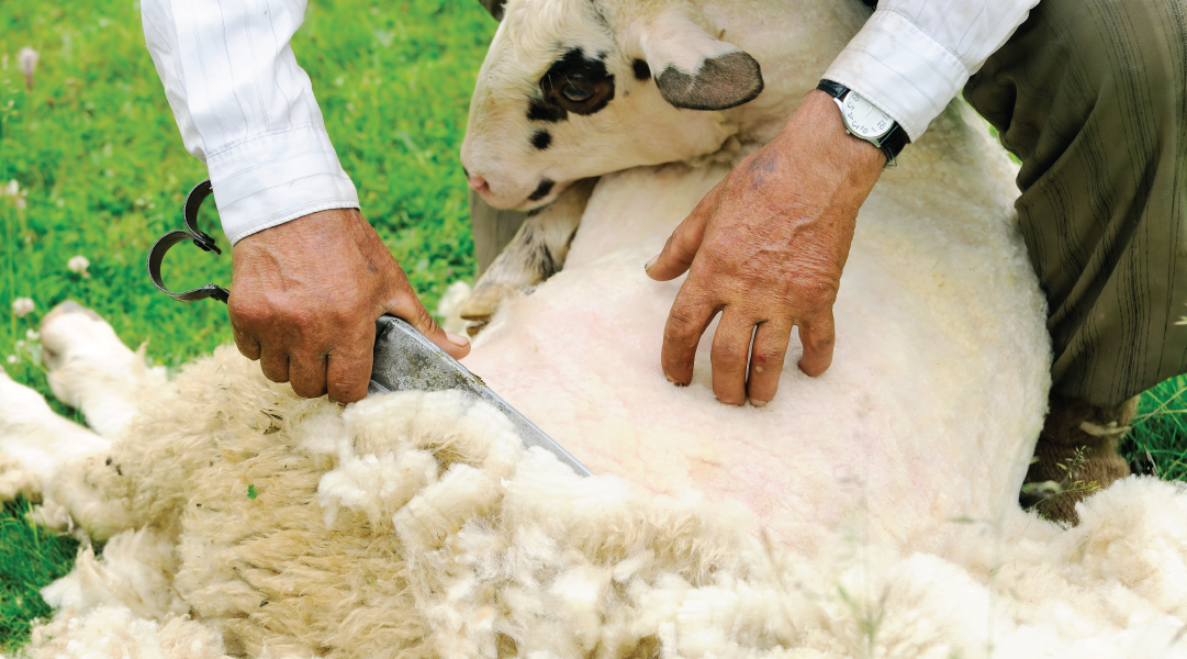 Sheep being sheared