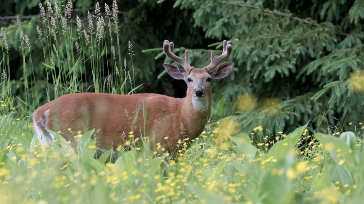 whitetail deer in spring