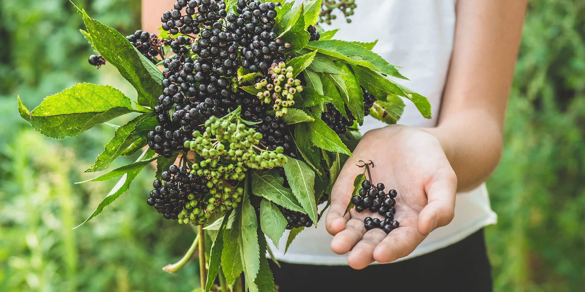 Benefits of elderberry